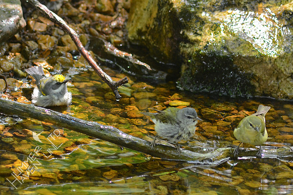 Golden-winged and Tennessee Warblers