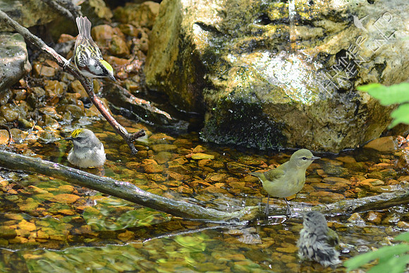 Chestnut-sided, Golden-winged and Tennessee Warblers