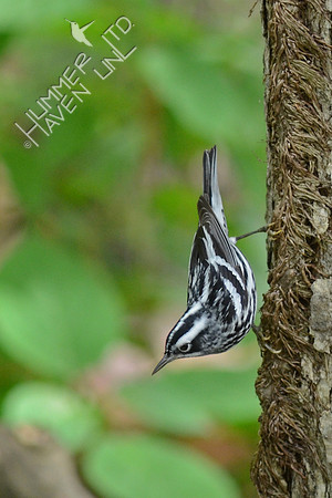 Black and White Warbler
