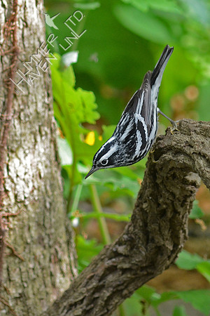 Black and White Warbler