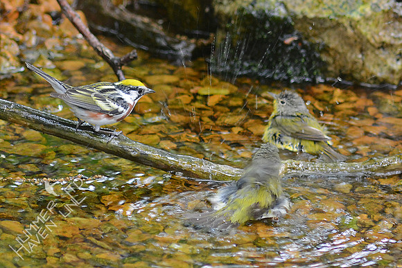 Chestnut-sided, Nashville and Tennessee Warblers