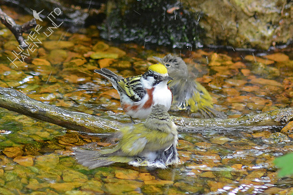 Chestnut-sided, Nashville and Tennessee Warblers