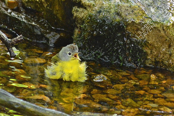 Nashville Warbler