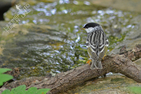 Blackpoll Warbler