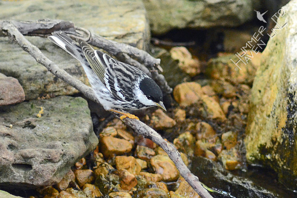 Blackpoll Warbler