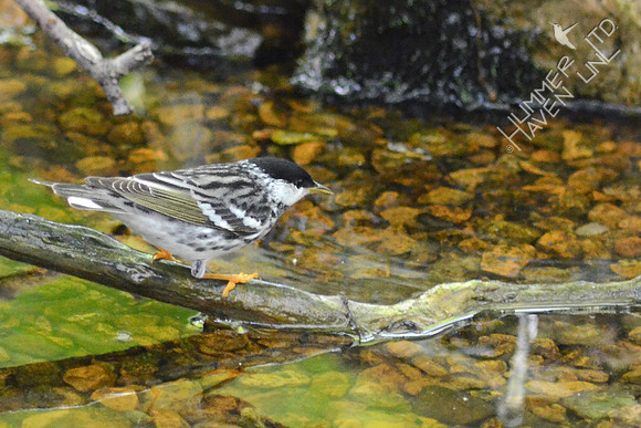 Blackpoll Warbler