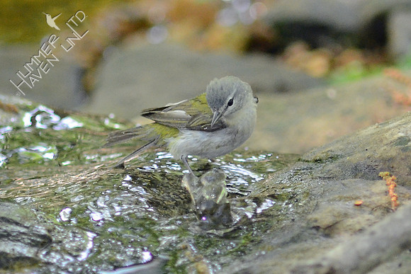 Tennessee Warbler