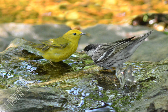Yellow and Blackpoll Warblers