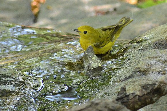 Yellow Warbler