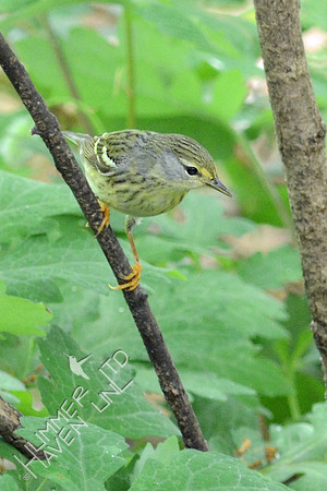 Blackpoll Warbler, female