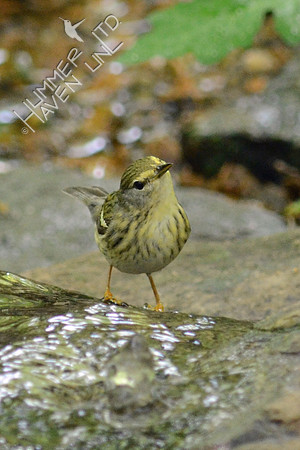 Blackpoll Warbler, female