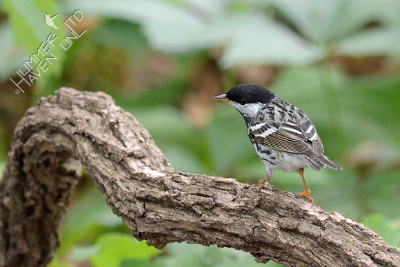 Blackpoll Warbler