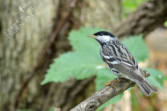 Blackpoll Warbler