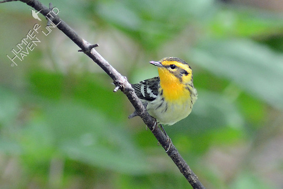 Blackburnian Warbler, female