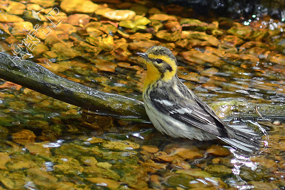 Blackburnian Warbler, female