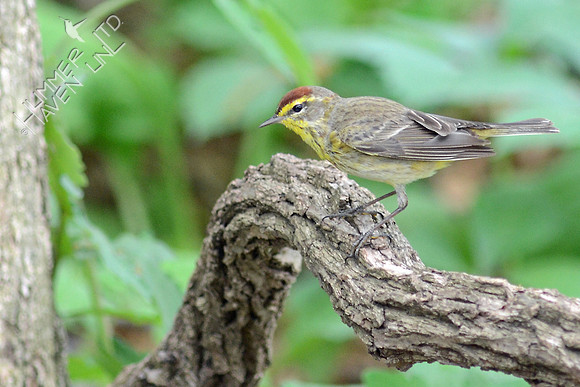 Palm Warbler