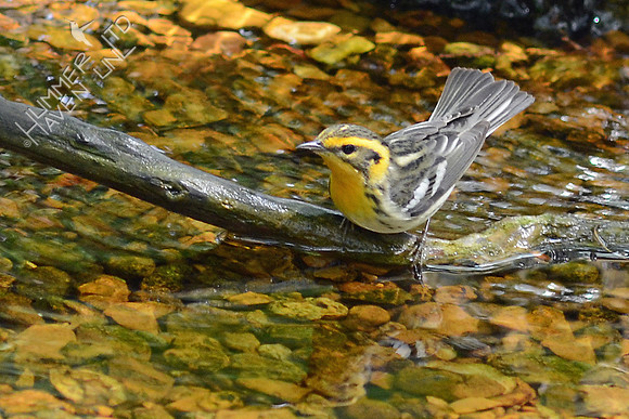 Blackburnian Warbler, female