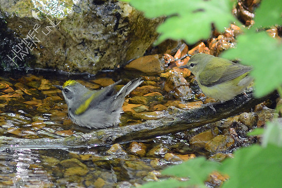 Golden-winged and Tennessee Warblers