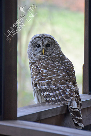 Barred Owl