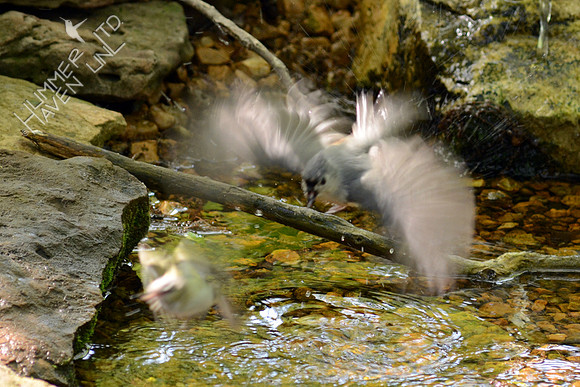 Tufted Titmouse chasing a Red-eyed Vireo