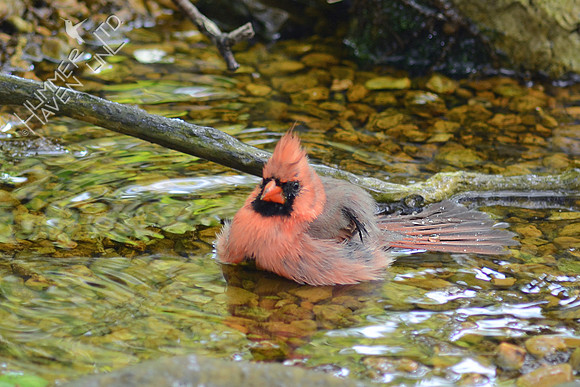 Northern Cardinal