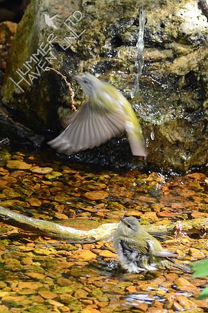 Tennessee Warblers