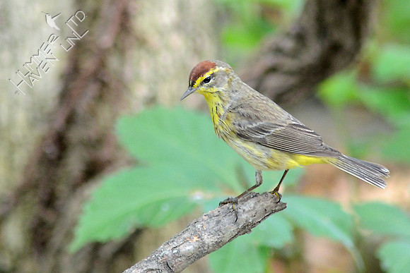 Palm Warbler