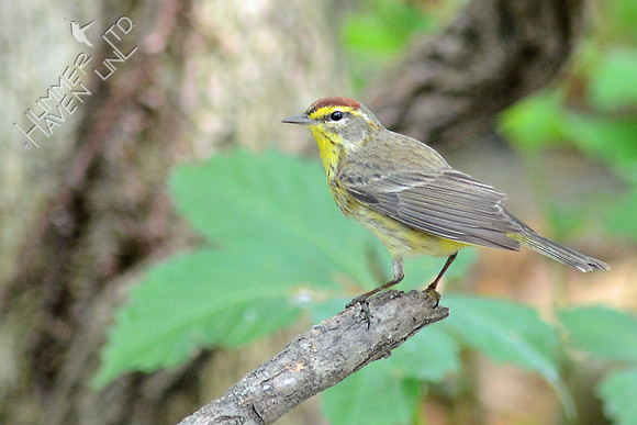 Palm Warbler