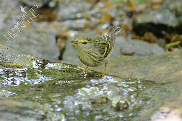 Blackpoll Warbler, female