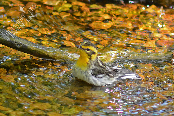 Blackburnian Warbler, female