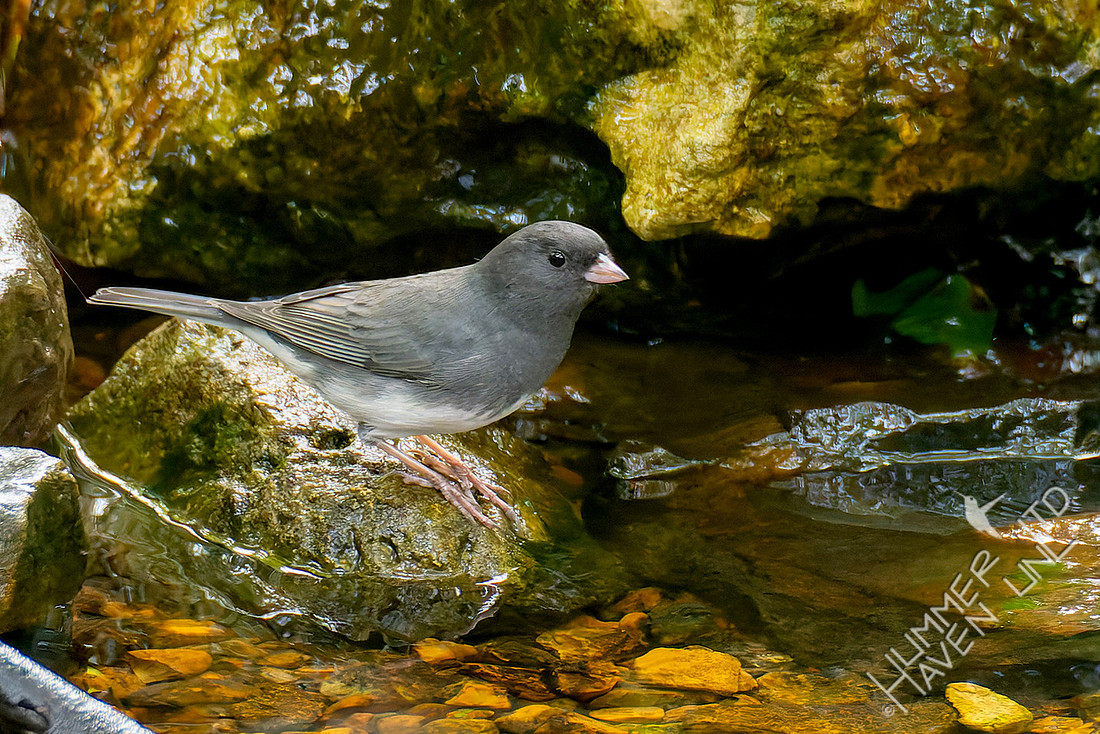 10-24-25 FOS Dark-eyed Junco