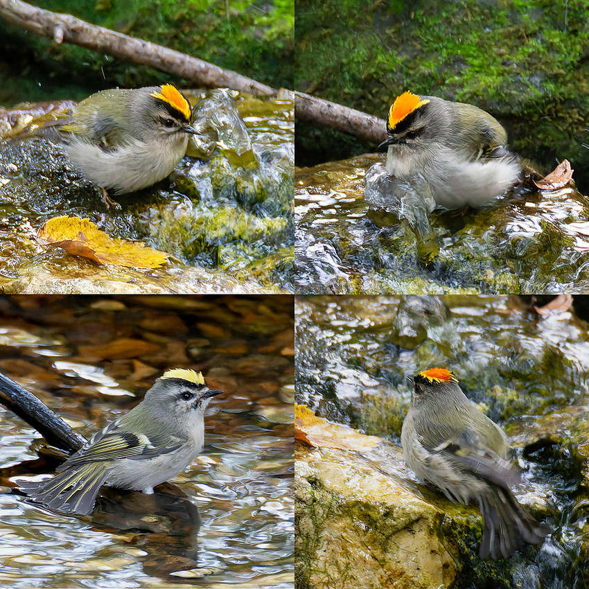 10-25-21 Golden-crowned Kinglet composite