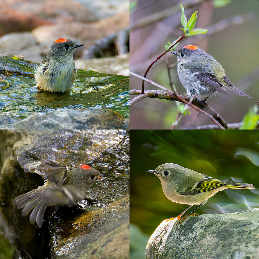 10-7-23 Ruby-crowned Kinglet composite