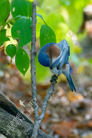 10-19-22 Eastern Bluebird