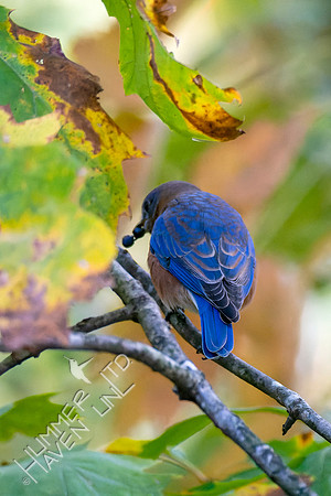 10-19-22 Eastern Bluebird eating Virginia creeper berries