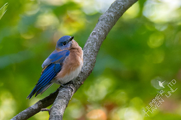 10-19-22 Eastern Bluebird