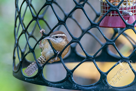10-19-22 Carolina Wren
