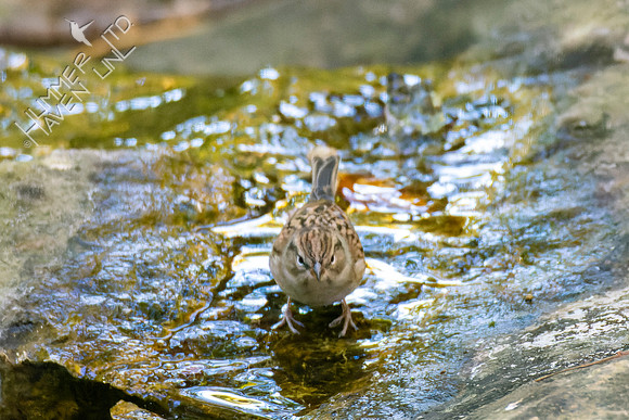 10-20-22 First winter Chipping Sparrow