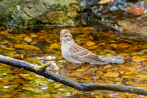 10-20-22 First winter Chipping Sparrow