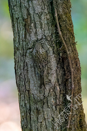 10-21-22 Brown Creeper