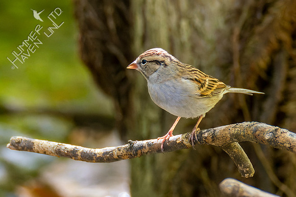 10-21-22 First fall Chipping Sparrow