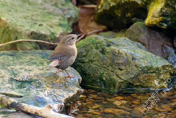 10-21-22 Winter Wren