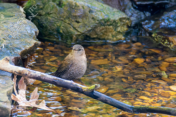 10-21-22 Winter Wren