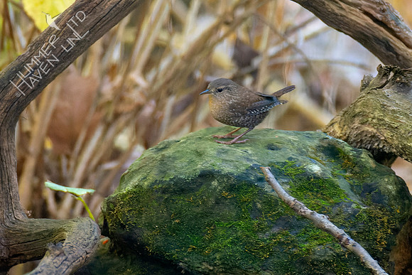 10-21-22 Winter Wren