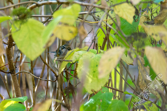 10-22-22 Yellow-rumped Warbler in cover of smooth hydrangea