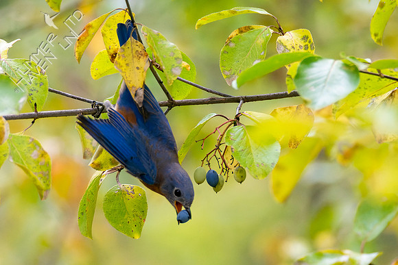 10-24-22 Eastern Bluebird after Blackhaw drupes