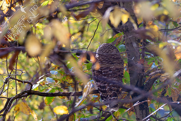 10-26-22 Barred Owl