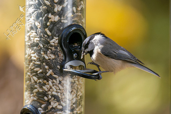 10-27-22 Black-capped Chickadee