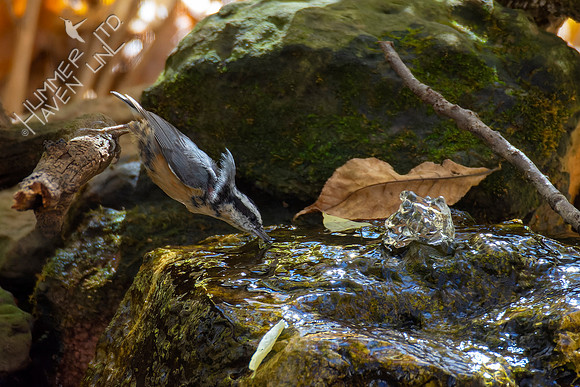 10-27-22 Red-breasted Nuthatch