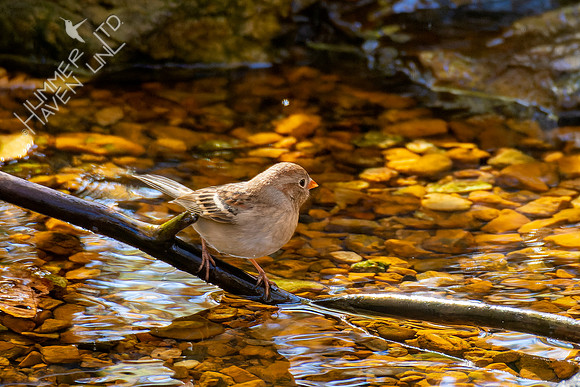 10-28-22 FOY #114 Field Sparrow